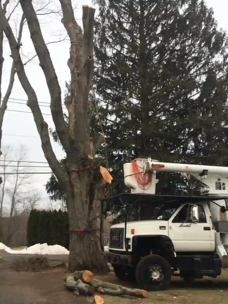 andys tree service llc bolton ct 2025 12 01T15 48 04.417009Z 24531