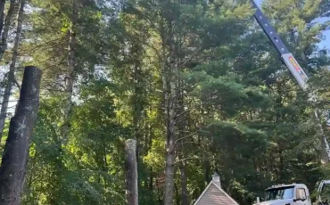 andys tree service llc bolton ct 2025 12 01T15 16 27.663571Z 27569